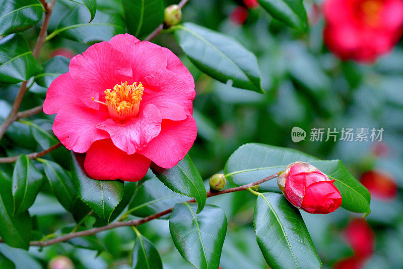 山茶花/日本山茶花:红色，粉红色和白色